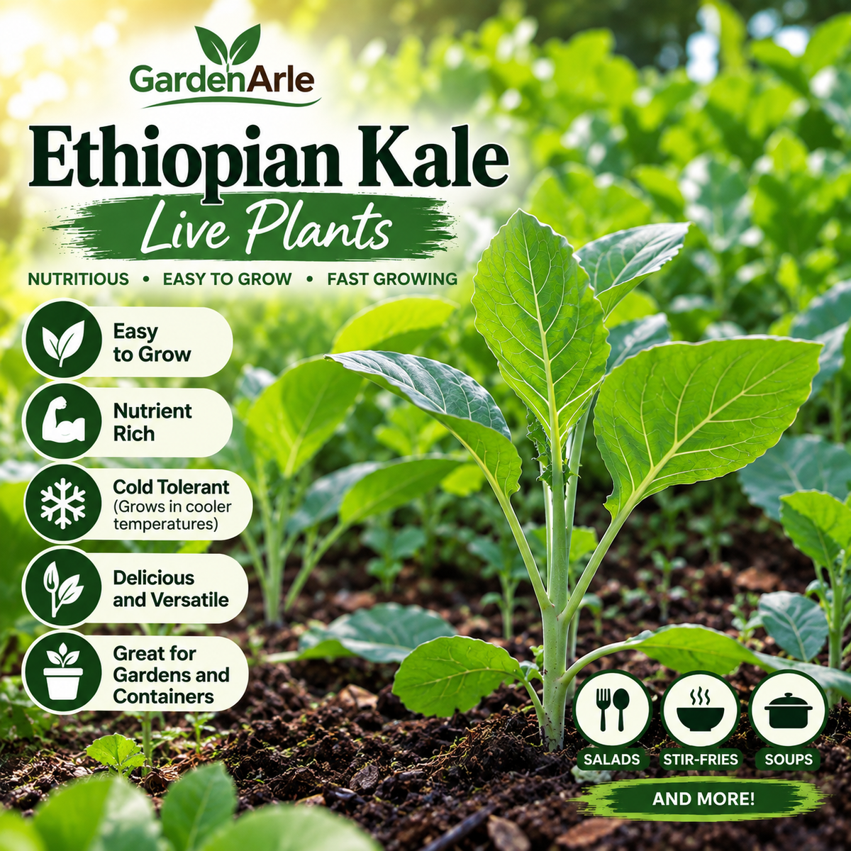 Organic Ethiopian Kale