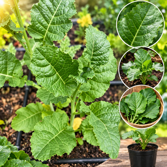 Organic Ethiopian Kale
