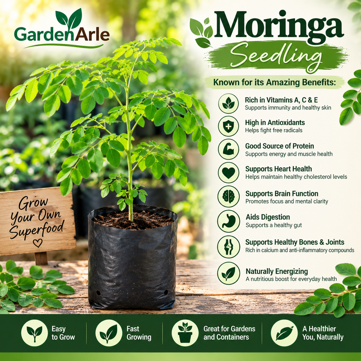 Organic Moringa Starter Plants – The Nutrient-Packed “Tree of Life”