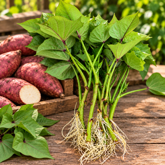 Organic Boniato Sweet Potato Cuttings