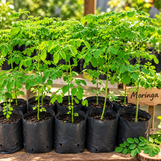 Organic Moringa Starter Plants – The Nutrient-Packed “Tree of Life”