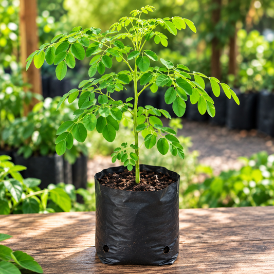 Organic Moringa Starter Plants – The Nutrient-Packed “Tree of Life”