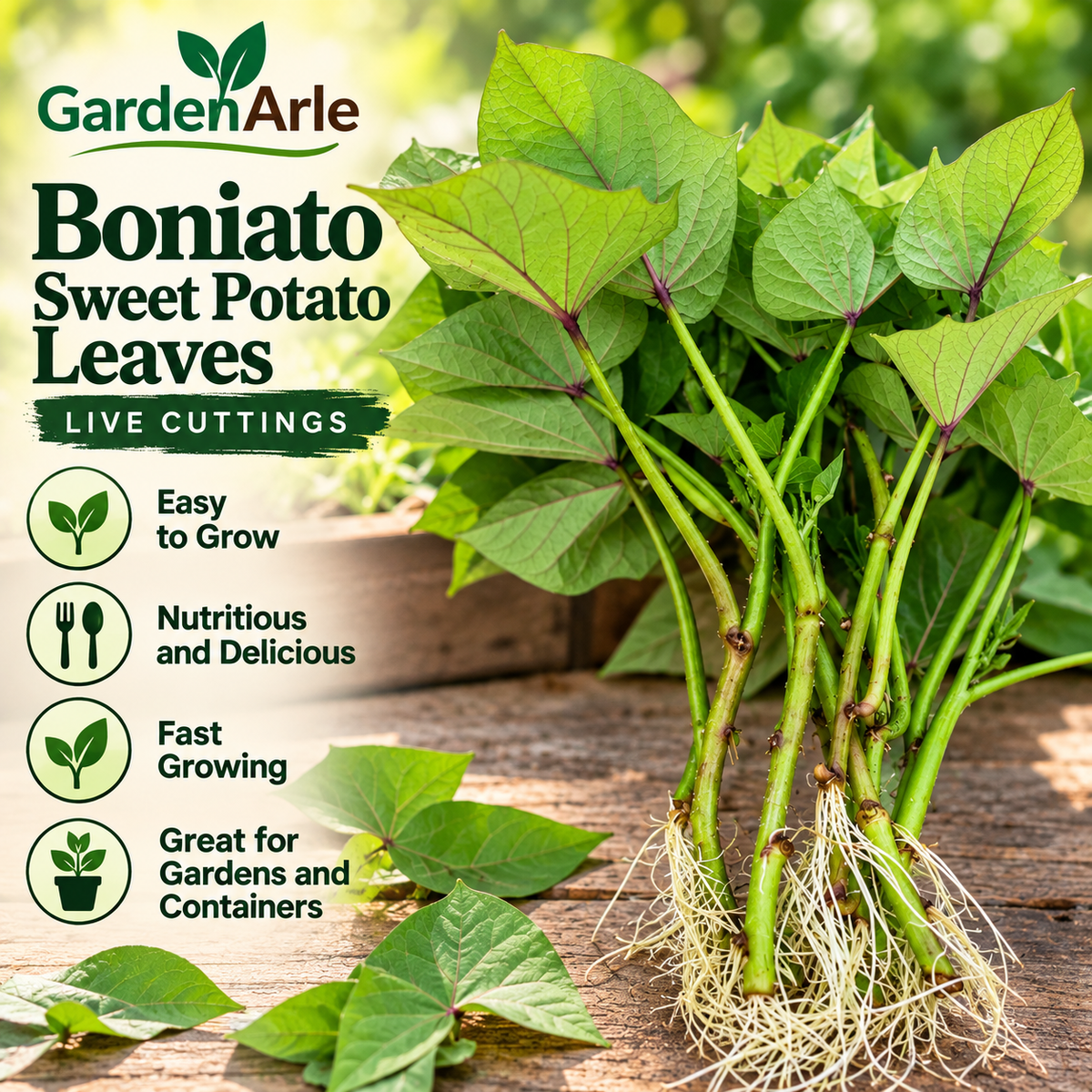 Boutures de patate douce Boniato