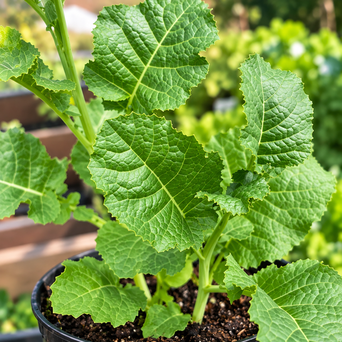 Organic Ethiopian Kale