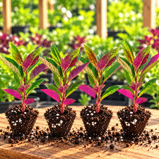 Organic Okinawa Spinach Starter Plants(4)