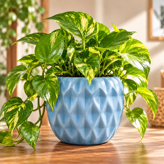 Golden Pothos
