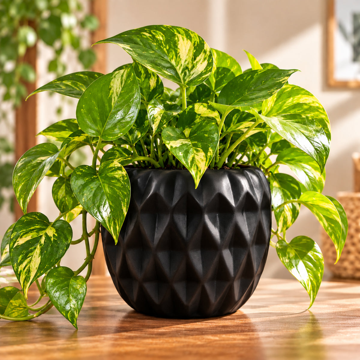 Golden Pothos