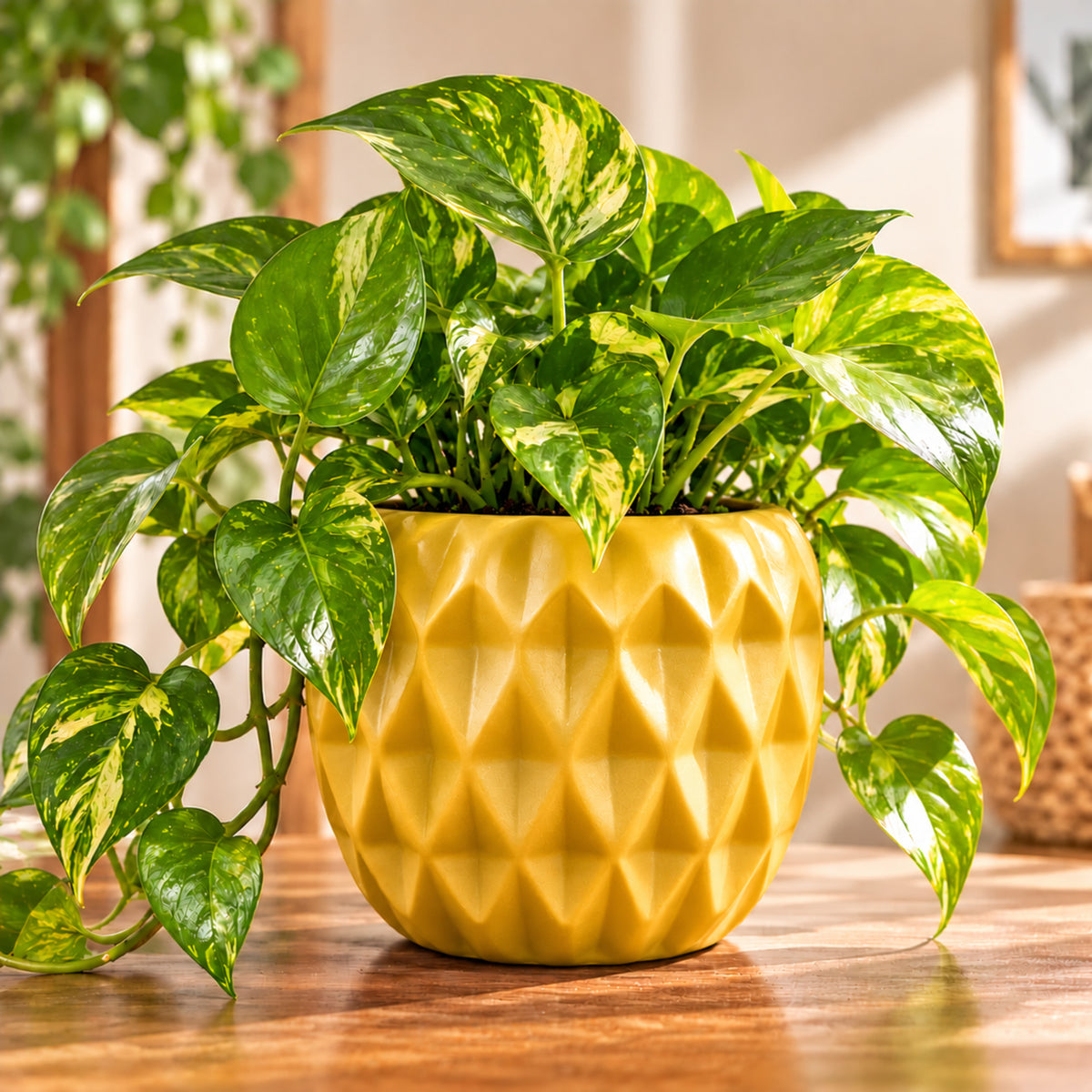 Golden Pothos