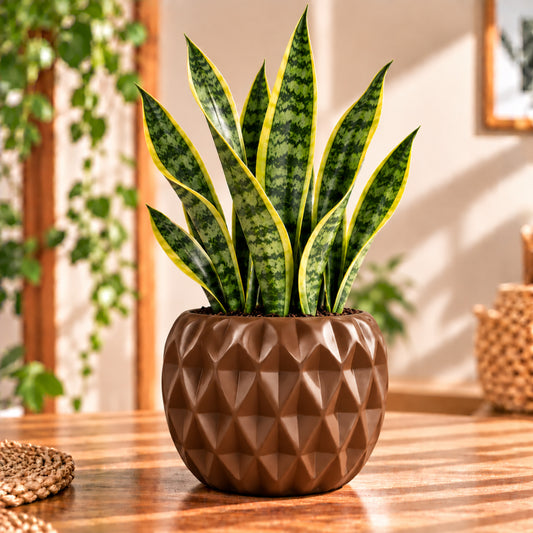 Zeylanica Snake Plant