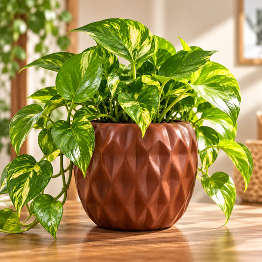 Golden Pothos